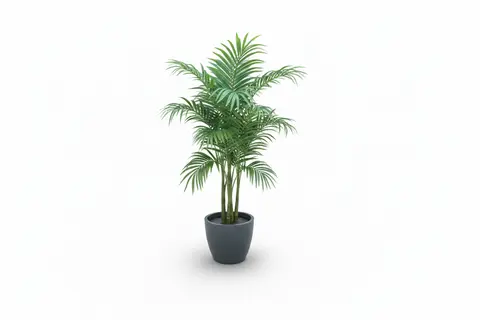 Planta Palmeira Veitchia